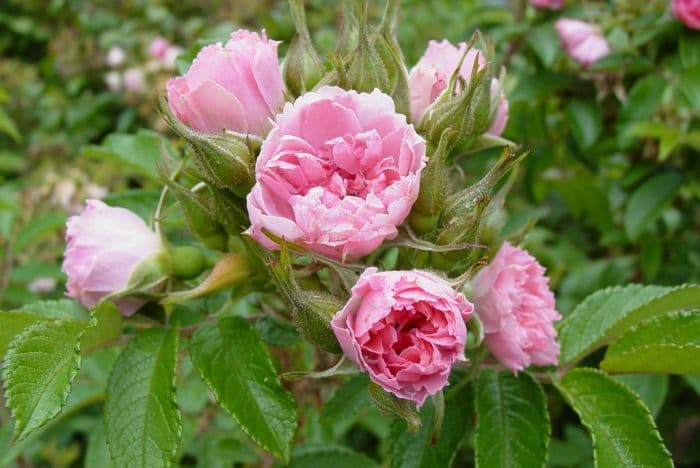 rose 'Pink Grootendorst'