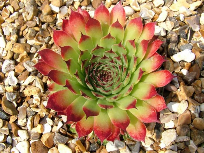 houseleek 'Mrs Giuseppi'