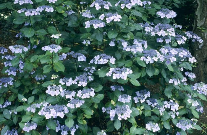 hydrangea 'Mariesii Perfecta'