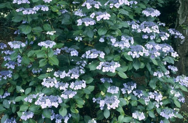 Hydrangea 'Mariesii Perfecta'