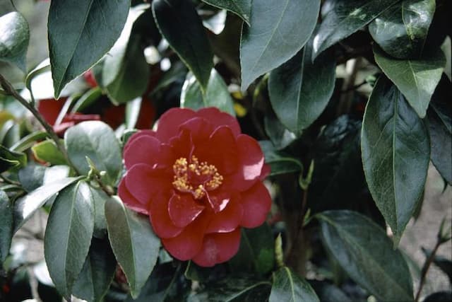 Camellia 'Bob Hope'