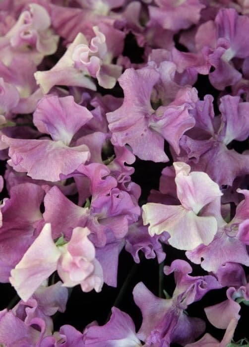 sweet pea 'Misty Mountain'