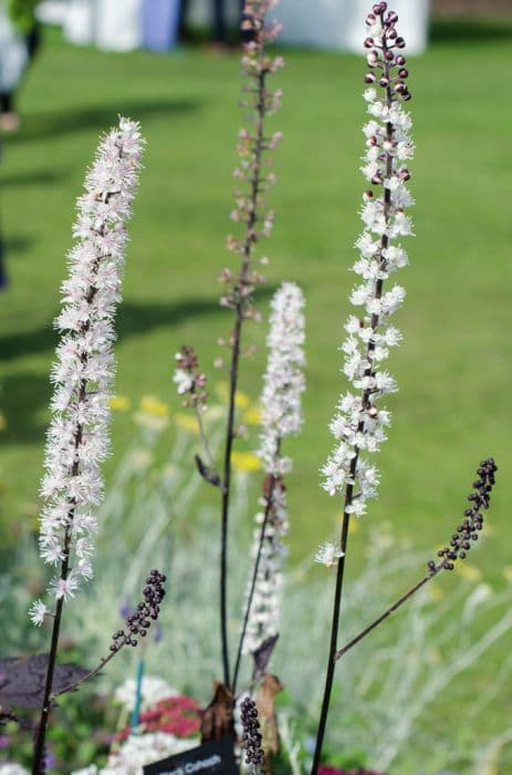 baneberry 'Black Negligee'