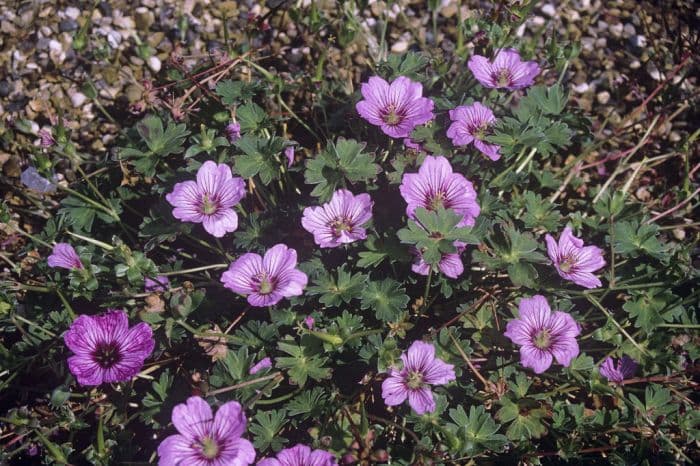 cranesbill [Rothbury Gem]