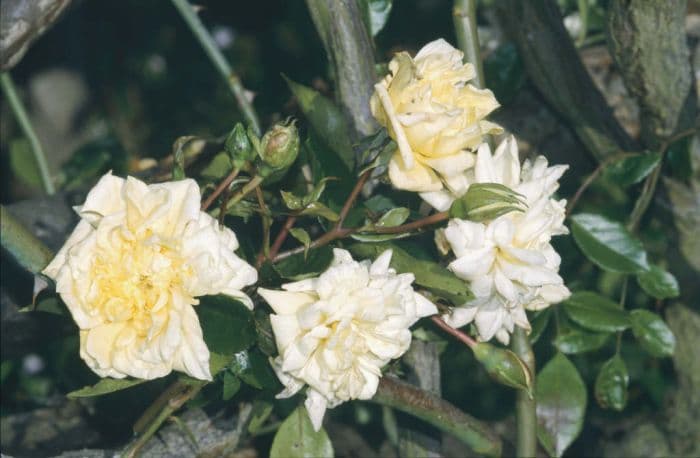 rose 'Albéric Barbier'