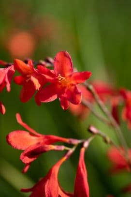 Pott's Montbretia 'Princess'