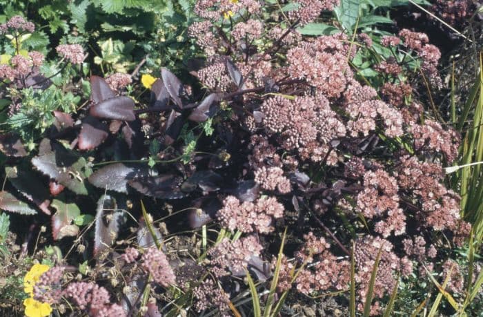 orpine Atropurpureum Group