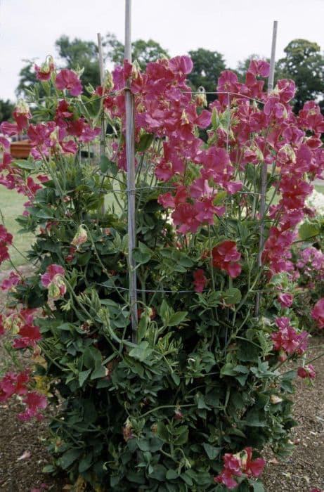 sweet pea 'Solway Fanfare'