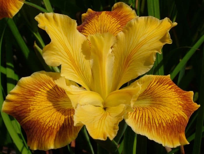 iris 'Goring Sunrise'