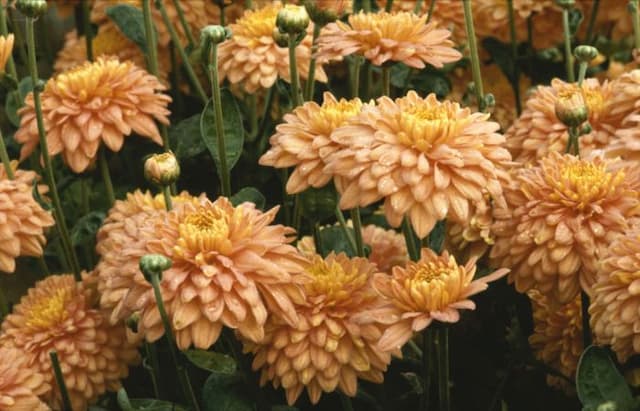 Chrysanthemum 'Salmon Talbot Parade'