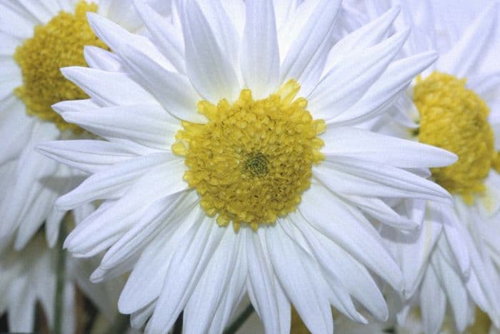 chrysanthemum 'Long Island Beauty'