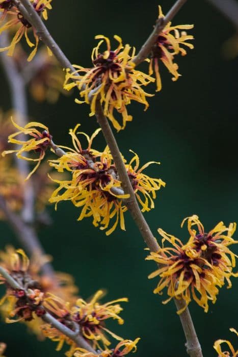 witch hazel 'Orange Peel'