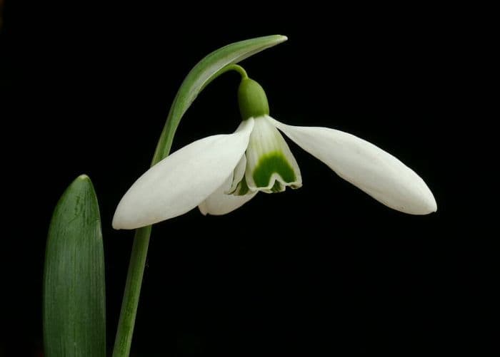 snowdrop 'Icicle'