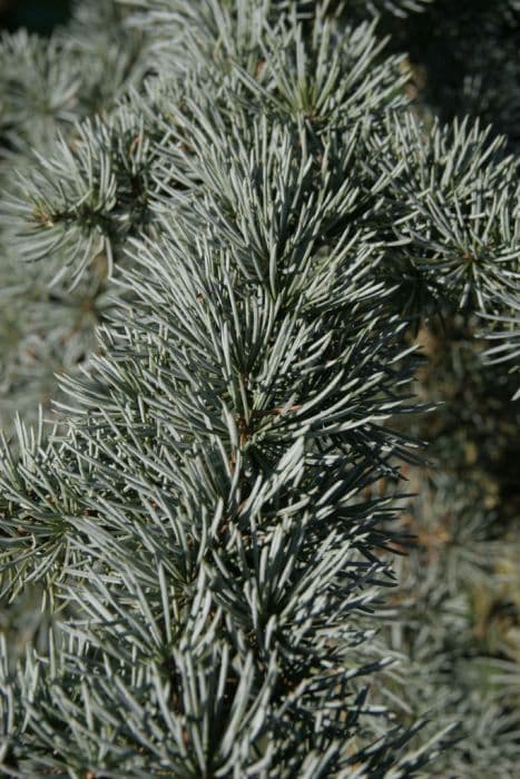 blue Atlas cedar 'Glauca'