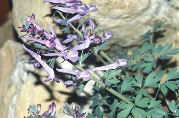 deceptive corydalis