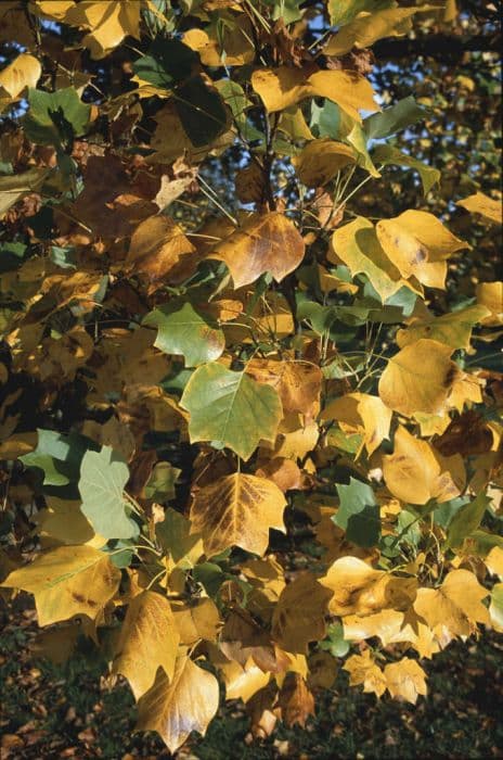 tulip tree 'Fastigiatum'