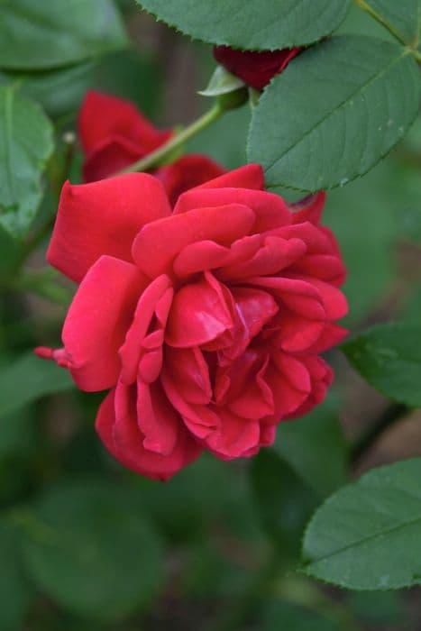 rose 'Wilhelm'