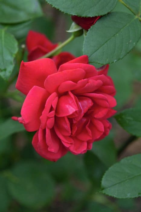 Rose 'Wilhelm'