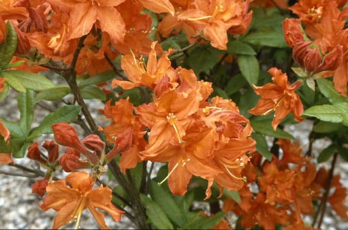 rhododendron 'Hotspur Red'