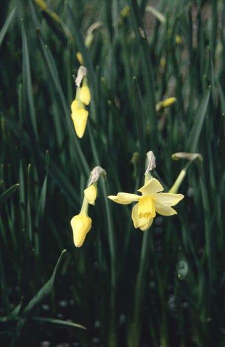 jonquil 'Pipit'