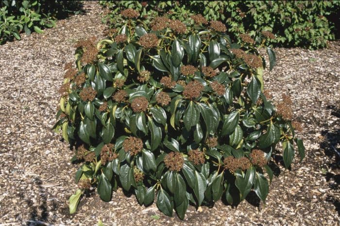 cinnamon-leaved viburnum