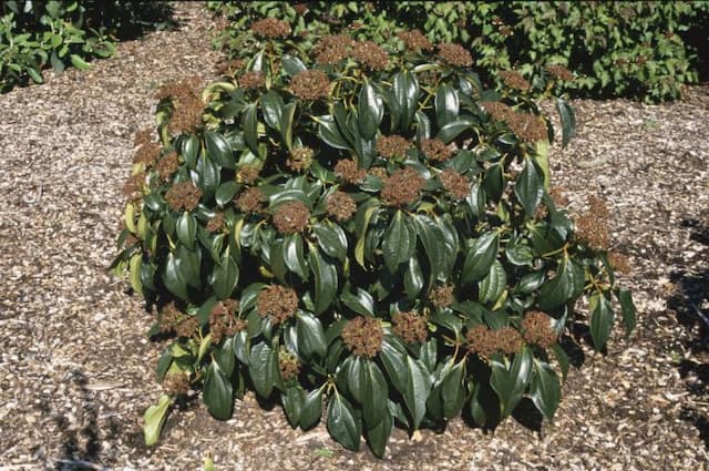 Cinnamon-leaved viburnum