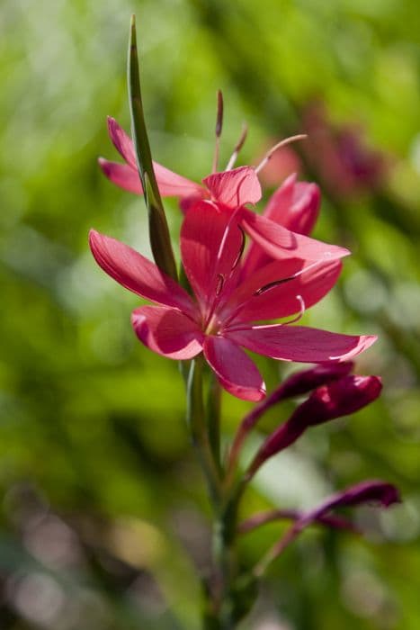 Crimson flag lily