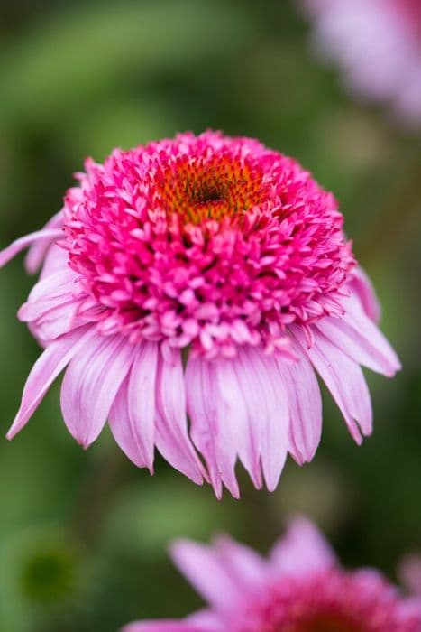 coneflower 'Papallo Semi-Double Pink'