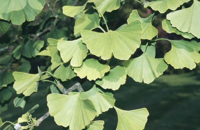 maidenhair tree