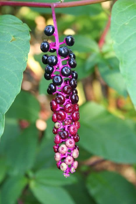 American pokeweed