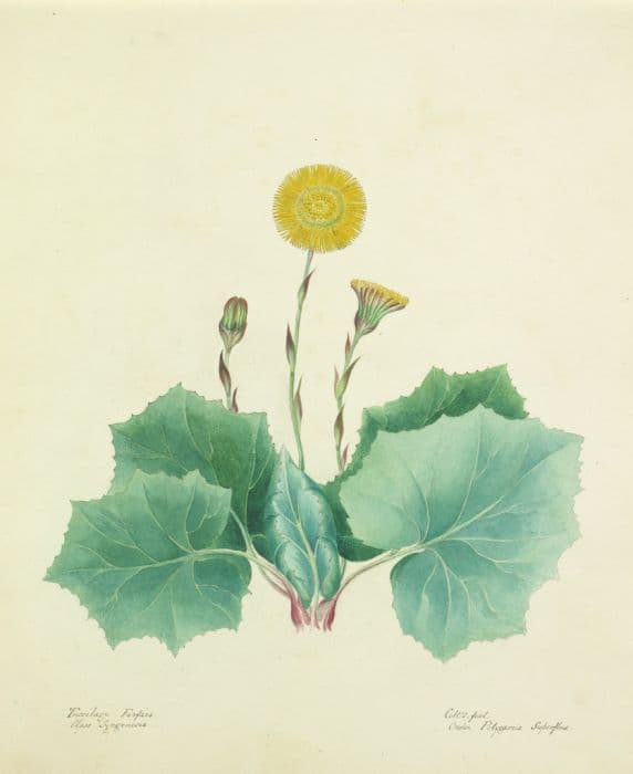 coltsfoot