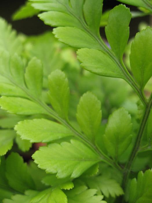 leather fern