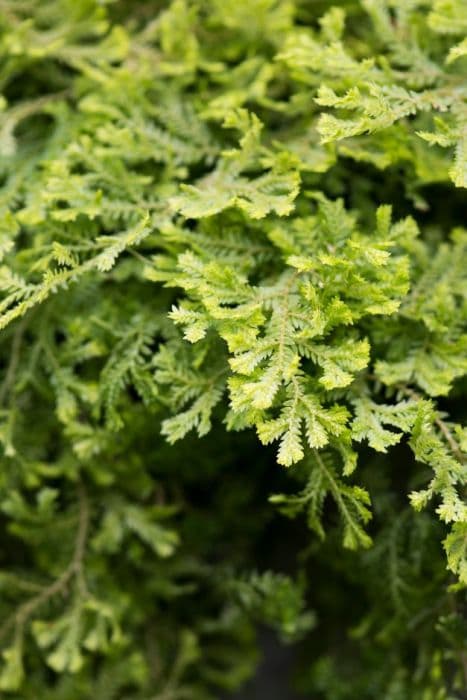 Kraus's clubmoss 'Golden Tips'