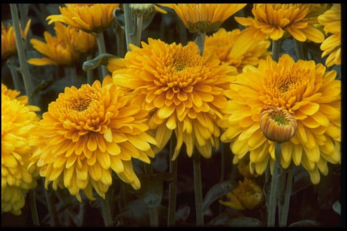 chrysanthemum 'Fleet Margaret'