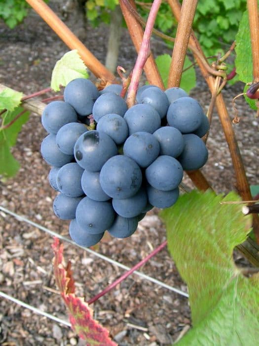 grape 'Rondo'