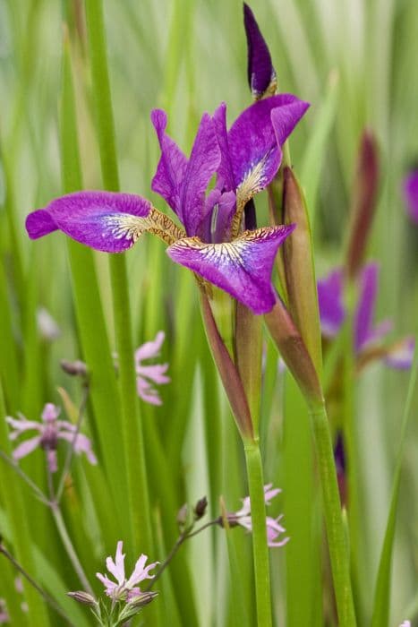 Siberian iris 'Sparkling Rose'