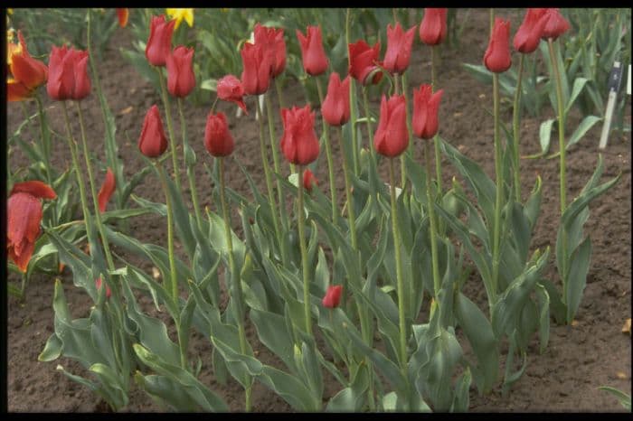 tulip 'Red Shine'