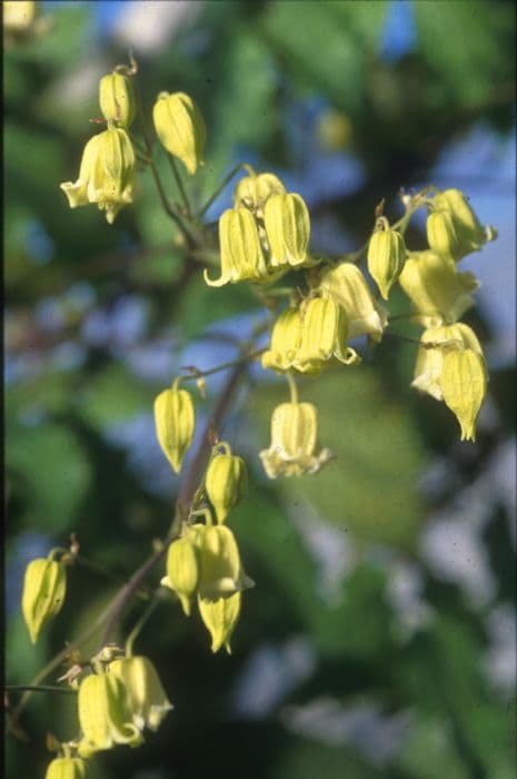 nodding virgin's bower