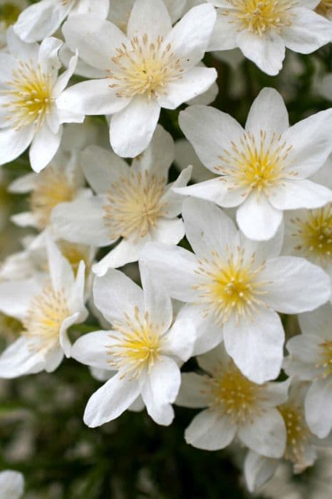 clematis 'Avalanche'