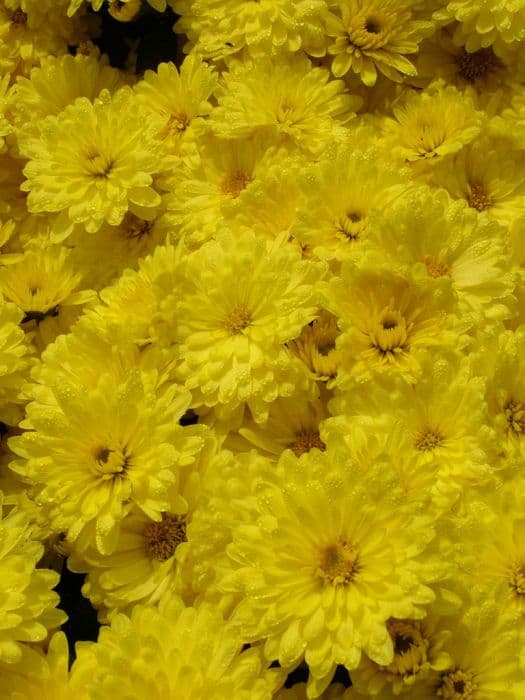 chrysanthemum 'Firecracker'