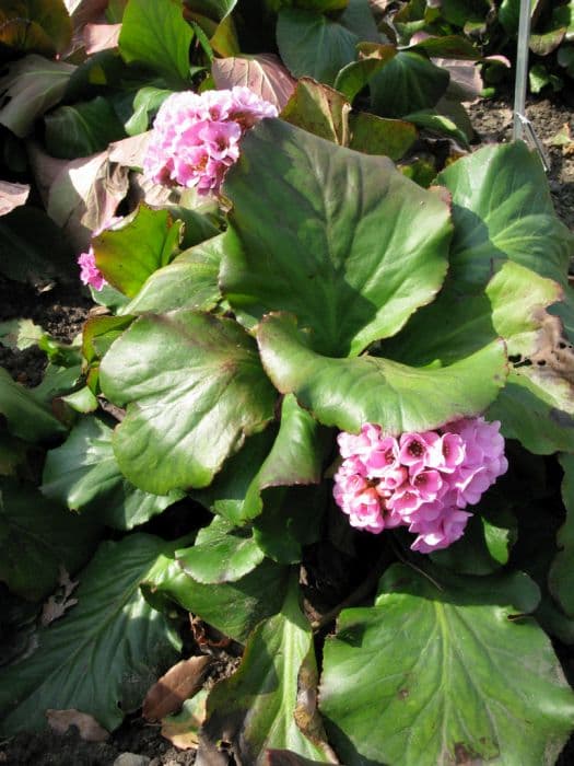 elephant's ears 'Herbstblute'