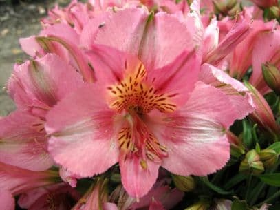 Peruvian lily