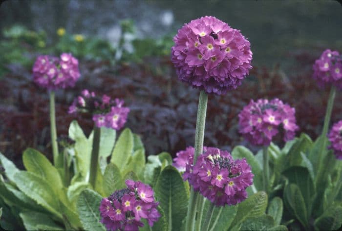 drumstick primula