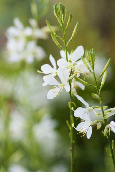 White gaura