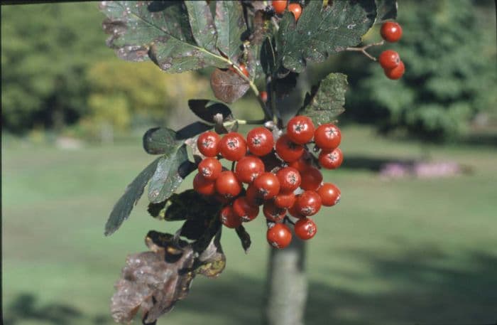 mountain ash 'Gibbsii'