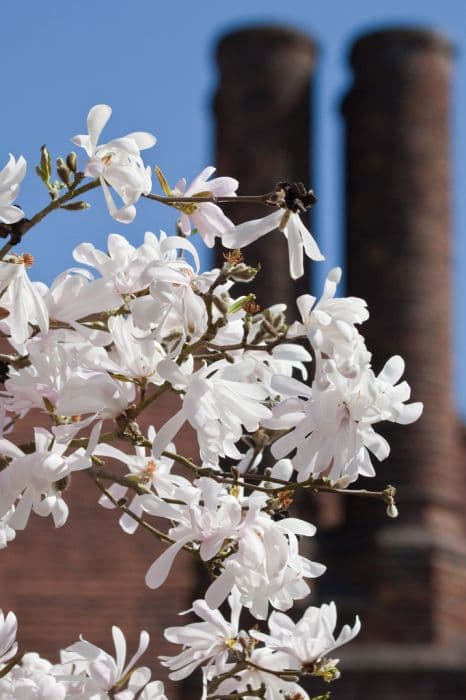 star magnolia 'King Rose'