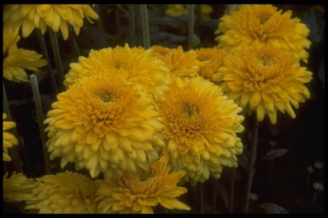 Chrysanthemum 'Gold Margaret'