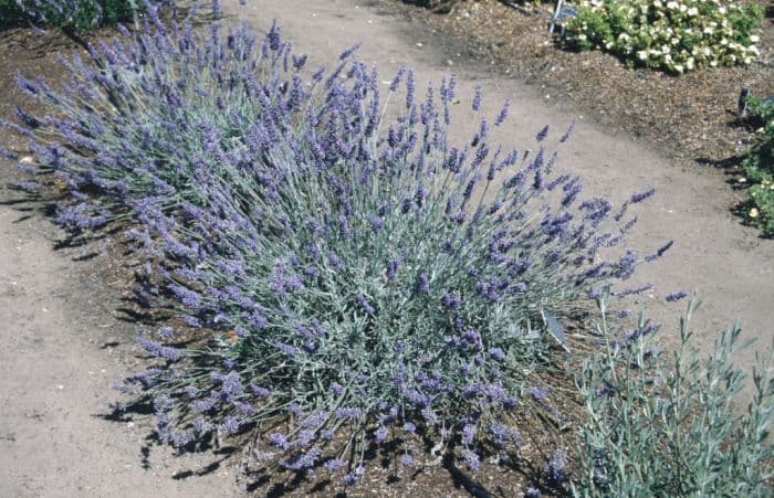 lavender 'Sawyers'