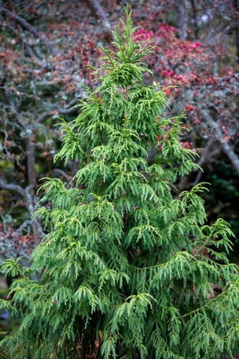 Chinese coffin tree