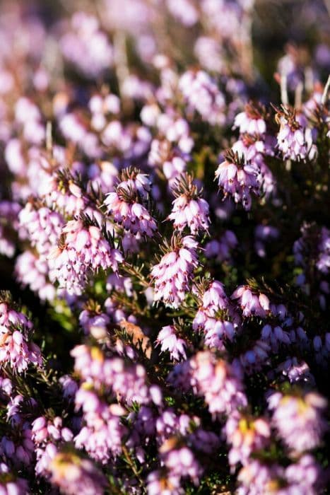 heather 'Darley Dale'